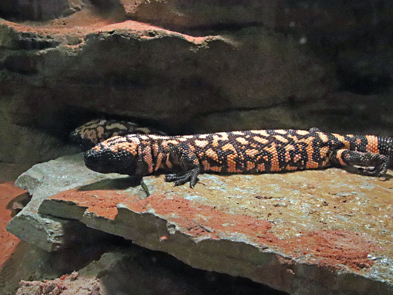 Gila Monster at GarLyn Zoo